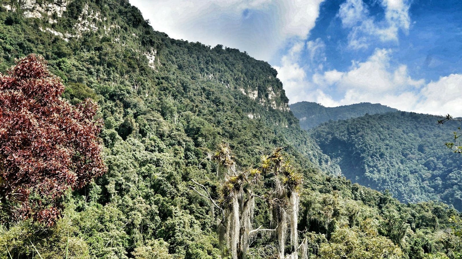 Venezuelan Andes Montane Forests One Earth